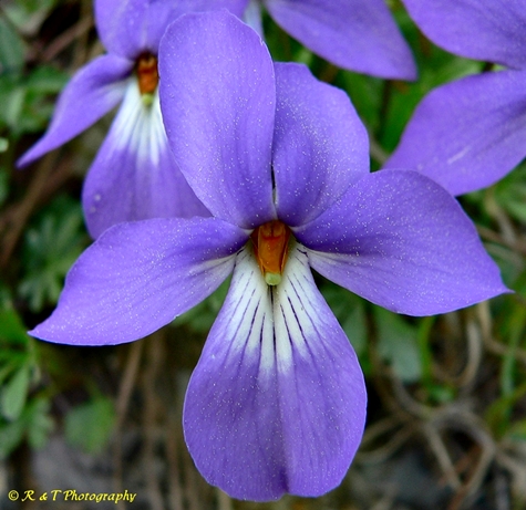 {Viola pedata}